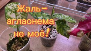 Аглаонема- не моё растение!