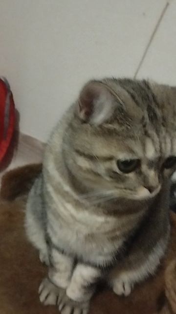 "КОШКИН ДВИЖ" Красопета)