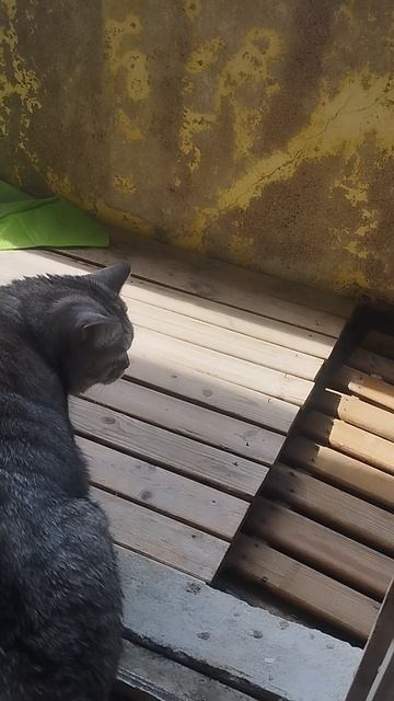 "КОШКИН ДВИЖ" НАША МАЛЫХА ВРОДЕ РЕШИЛАСЬ)