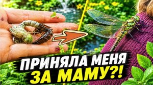 Как рождаются стрекозы в дачном пруду. Чудеса в моём саду до слёз. Дачный рай - моя песня для вас