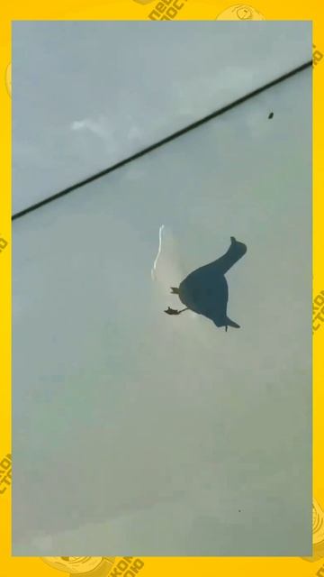 Показалось