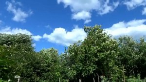 28.06.2026 Сильные порывы ветра в районе города Вязники Владимирской области