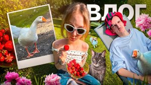ДАЧА, ГУСИ И КЛУБНИКА 🍓 ЛЕТНИЙ ВАЙБ ВКЛЮЧЕН / влог