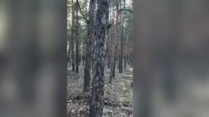 быстрое лето