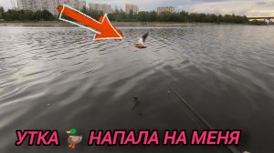 РЫБАЛКА В БРАТЕЕВО МИКРОДЖИГ СПИНИНГ