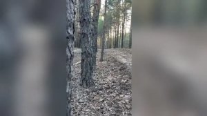 зеленый день