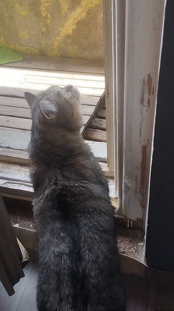 "КОШКИН ДВИЖ" Мила 2-й разна балконе)