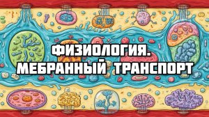 Физиология возбудимых тканей. Мембранный транспорт. Потенциал действия.Осмос // Физиология (2 тема)