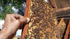 Не нужно хвастаться рамками засеянными от бруска до бруска.