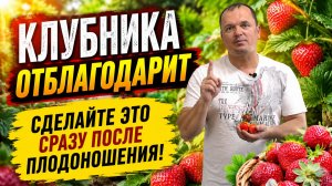 Пять проверенных действий, которые делаем на клубнике