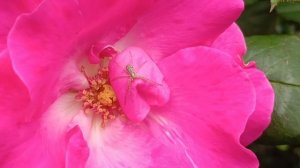 Розы нравятся всем🕷️🌹