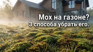 Как избавиться от мха на газоне: 3 способа, которые работают