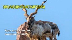 🐻 ЭВОЛЮЦИЯ МАСКИРОВКИ🐆Три стратегии выживания