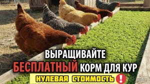Это бесплатное растение заменяет весь куриным корм - растёт само бесконечно. Почему его скрывают?