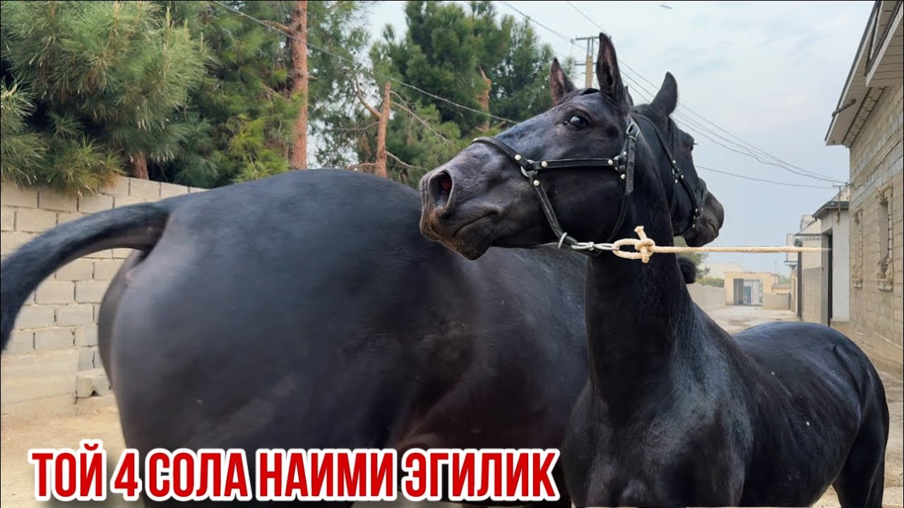 Оригинал той аз Наими Эгилик 29 октября 2025 г. смотреть онлайн