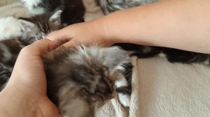 наши котики