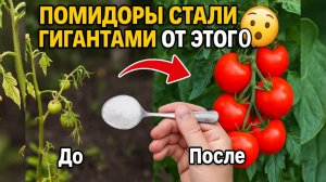 Сульфат Магния творит чудеса с Помидорами? Проверим на практике!