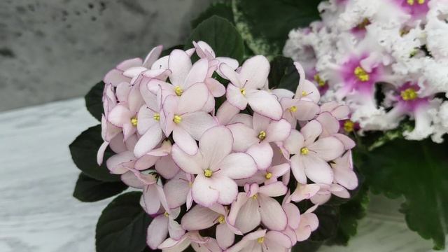Фиалки Н-Дюймовочка и Р-Ярило Люкс
