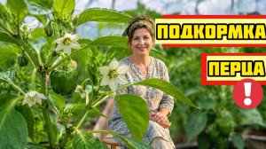 Перец цветёт - чем подкормить в июне, чтобы была завязь, а не ботва