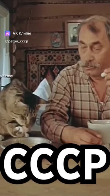 Жизнь в СССР #ссср #юмор #кот #кошка #кошки #жизнь #жизньвссср