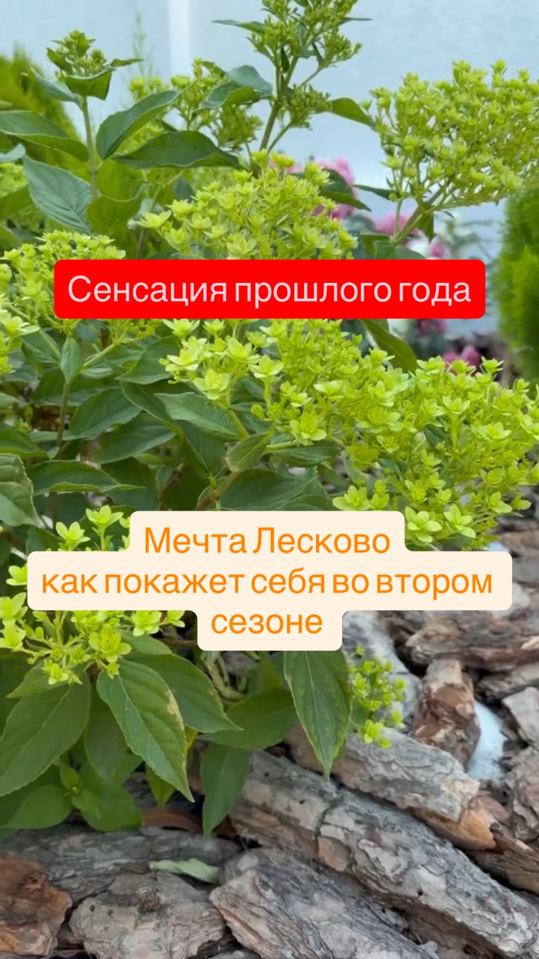 Метельчатые гортензии