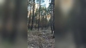 дубовая роща