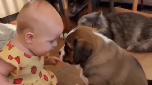 ПРИКОЛЬНОЕ ВИДЕО. МАЛЫШИ и СОБАКИ смотреть онлайн
