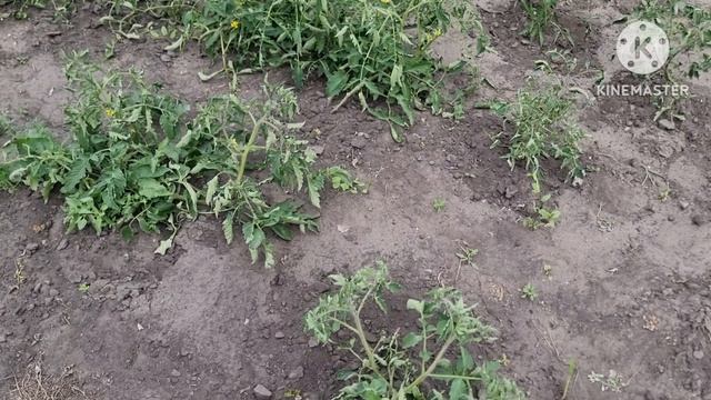 28-06-2026. ДОМАШНИЕ ХЛОПОТЫ🤣🌹👍 смотреть онлайн