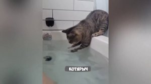 Смех, юмор, ржачь. Часть 22