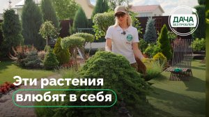 Сад без хлопот: ТОП-5 самых красивых растений