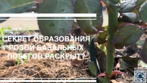 Как вызвать базальные побеги у розы?