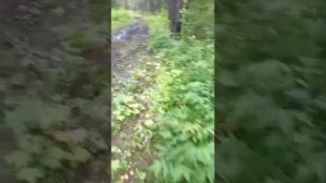 вечерний стрим всем привет