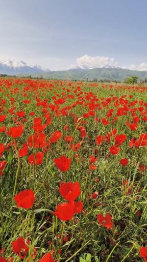 Алые маковые поля в Кыргызстане