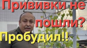 Пробудил прививки!Пошли в рост! #виноградник