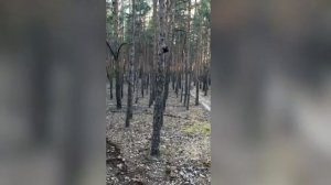 безлюдный лес