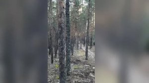 дождь в лесу