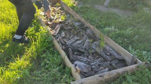 Прополол садовую голубику