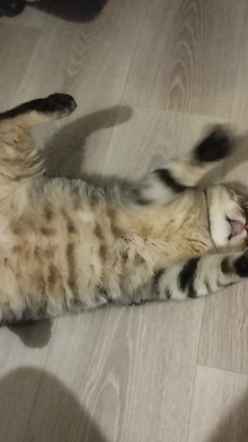 "КОШКИН ДВИЖ" Вреднюга маленькая)