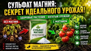 Сульфат магния — секрет идеального урожая