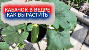 Кабачок в ведре: как вырастить и получить урожай раньше соседей. Рецепт:  СУПЕР КАБАЧОК в маринаде