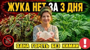 Колорадский жук исчезнет за 3 дня Одна горсть этого порошка - и картошка чистая до самой уборки