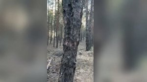 клевер в росе