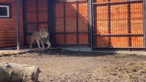 Она пришла,а он ушел,он пришел,она ушла..#lion #bigcat #zoo #animals #шерхан #zoo