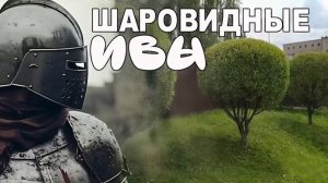 Сысерть. Деревья - шарики.