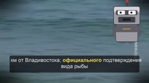 У берега в Приморье заметили акул. Видео