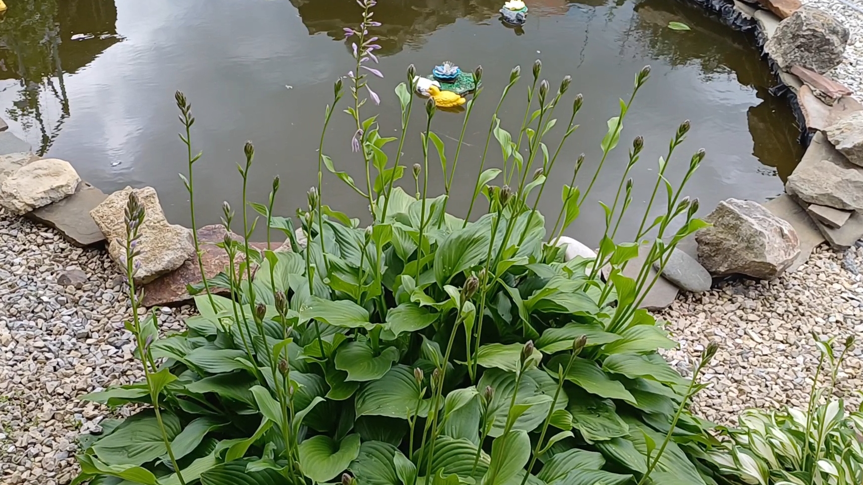Проблемы с бензином/ Выходные на даче🦆☀️🐠 смотреть онлайн