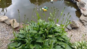 Проблемы с бензином/ Выходные на даче🦆☀️🐠