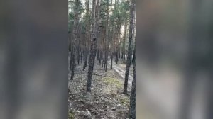дремучий лес но светлый