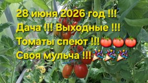 Томаты на ранний урожай спеют !!! Своя мульча !!! Обзор,дача,огород !!!