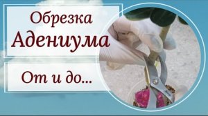Обрезка ✂️ адениума. Как, когда, и главное- ЗАЧЕМ? Видео от декабря 2023г.